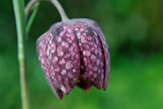 Fritillaria Meleagris (25 Pack)