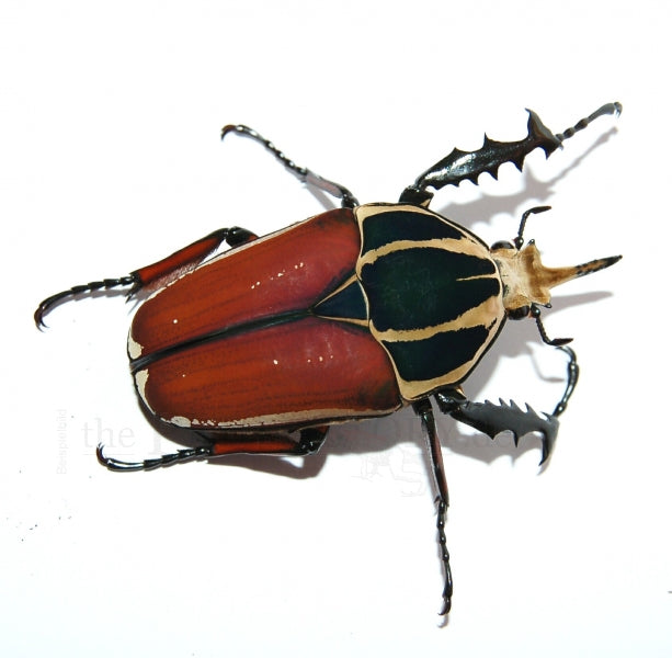 Flower Beetle Female Larvae | Mecynorrhina torquata ugandensis