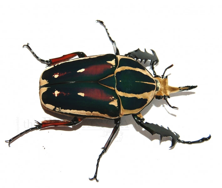 Flower Beetle Female Larvae | Mecynorrhina torquata ugandensis