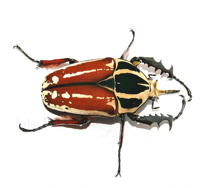 Flower Beetle Larvae | Mecynorrhina torquata ugandensis