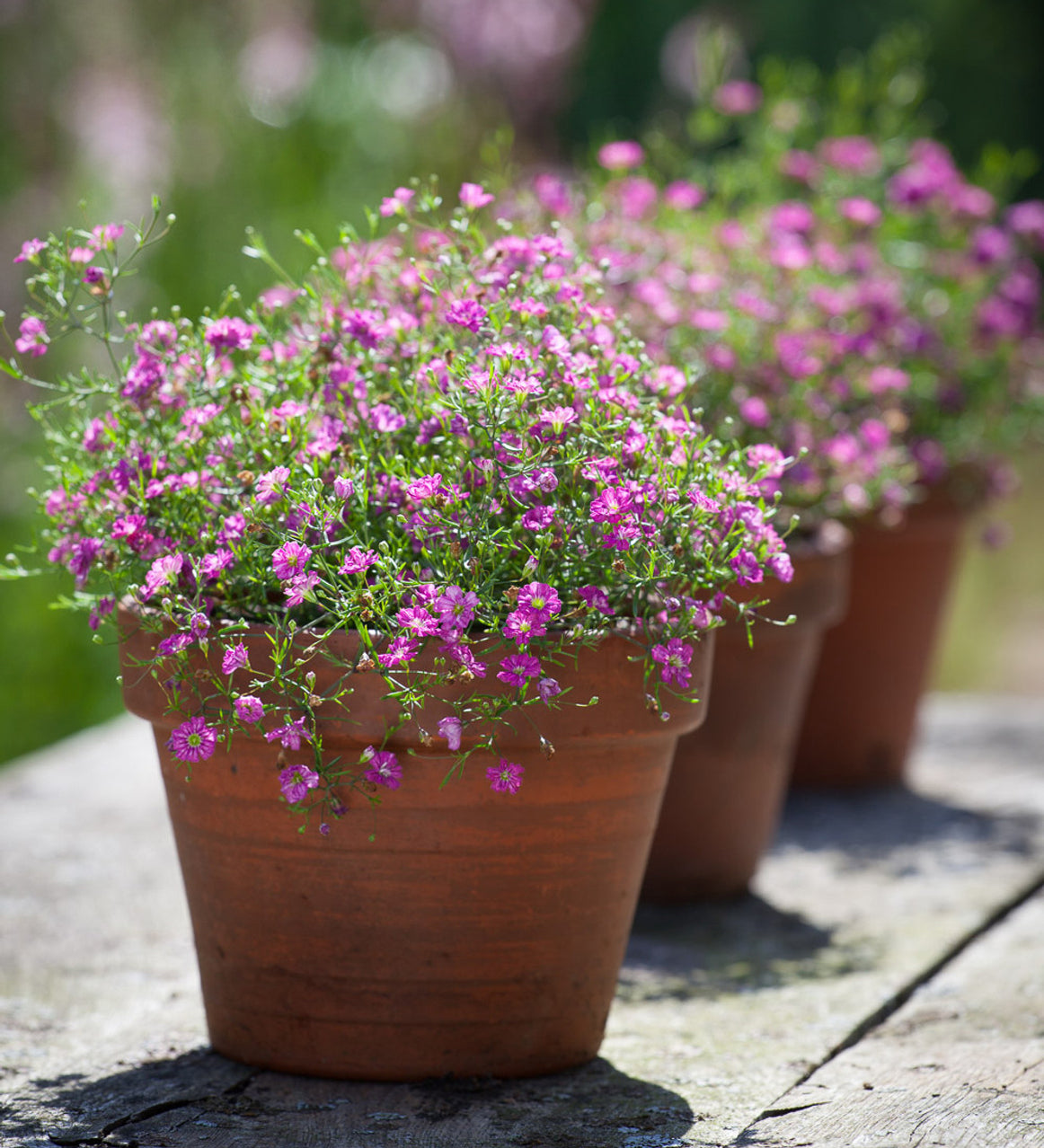 Buy Seasonal Bedding Plants Bedding Plants Dublin Bedding Plants