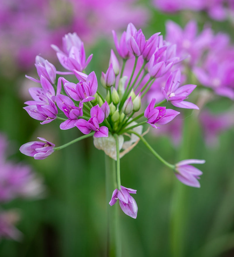 Allium 'Eros' (8 Pack)