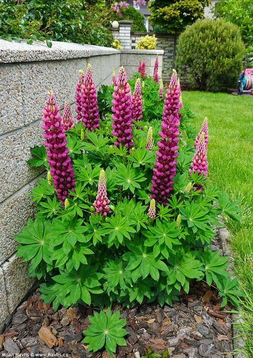 Lupin Gallery Red 9cm