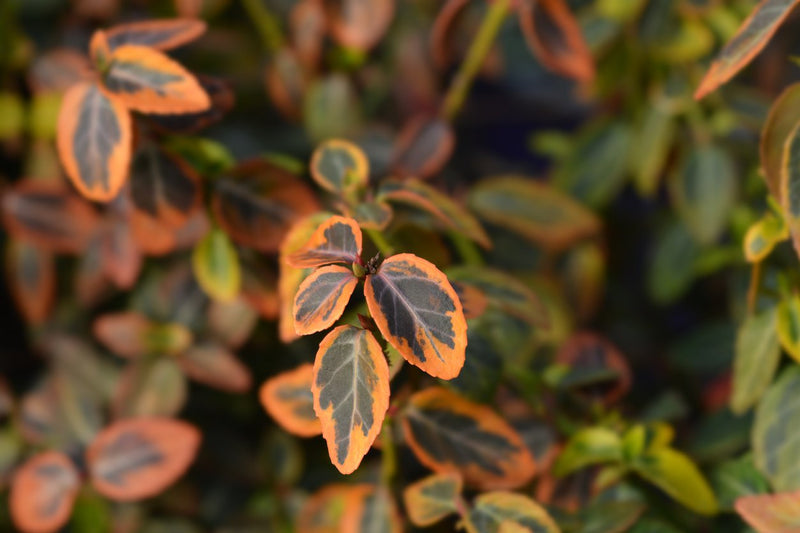 Glossy Abelia | Abelia × grandiflora 'Kaleidoscope' (2 Litre)