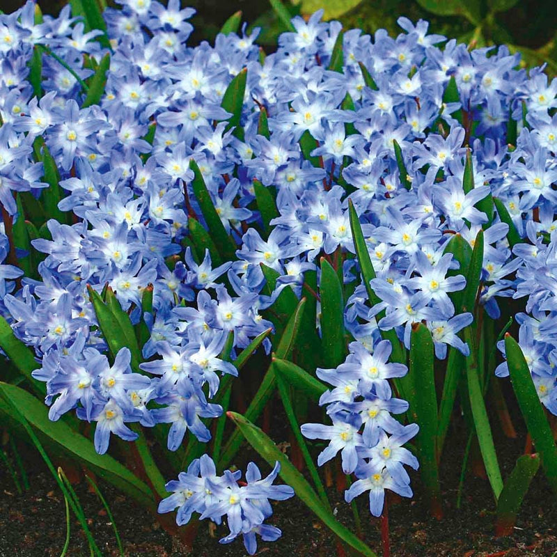 Chionodoxa Forbesii  (20 Pack)