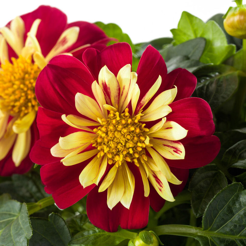 Dahlia Dahlietta Surprise Cindy 2 Litre