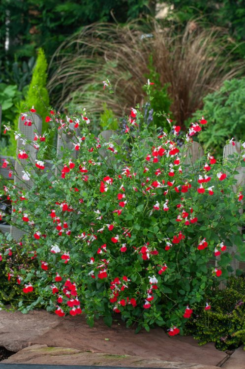 Salvia microphylla 'Hot Lips' (2 Litre)