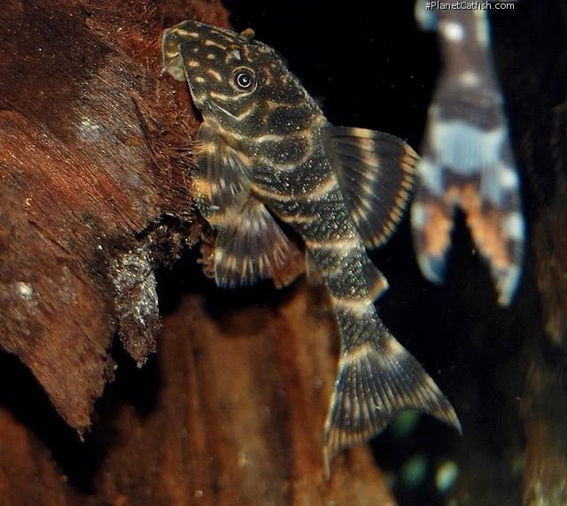 Clown Pleco | Plecostomus Clown L104 (ML)