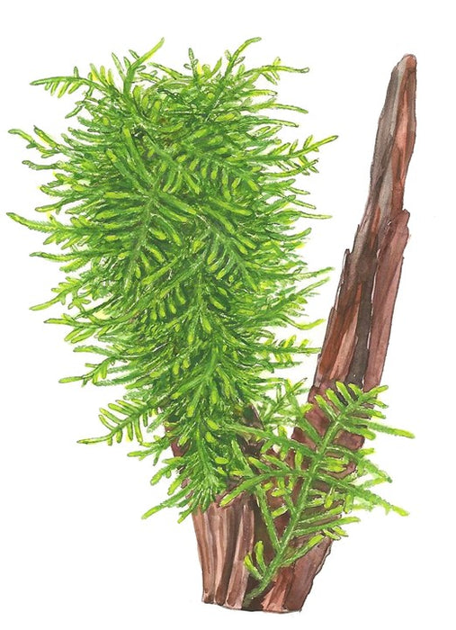 Taxiphyllum sp. 'Spiky Moss'