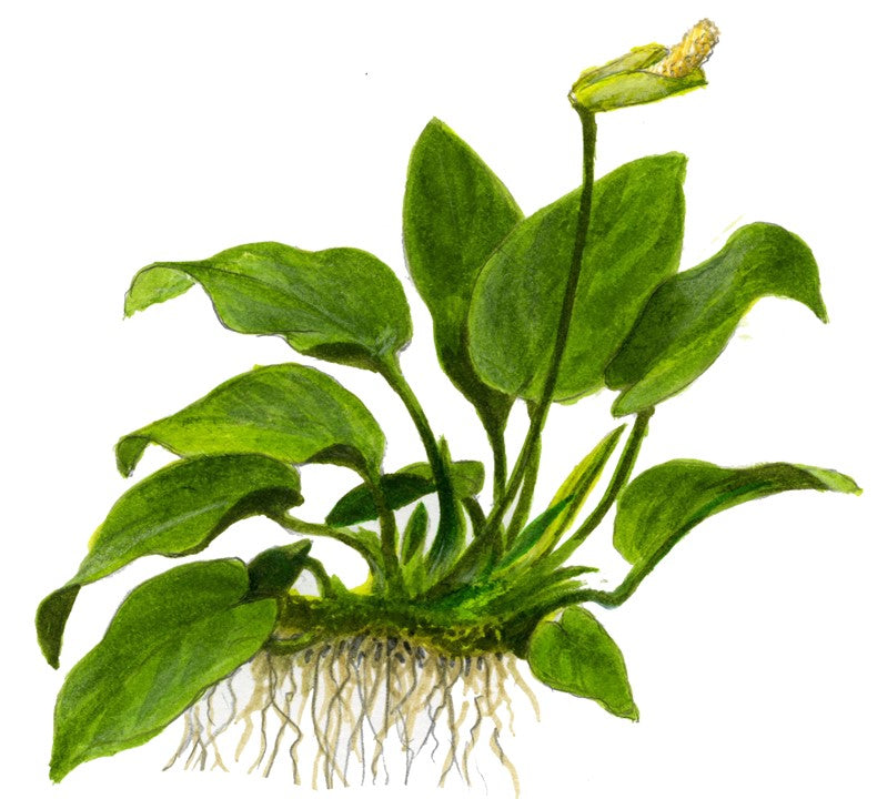 Anubias Barteri  sp. on Wood Xl