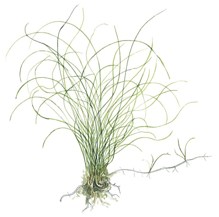 Eleocharia Pavula