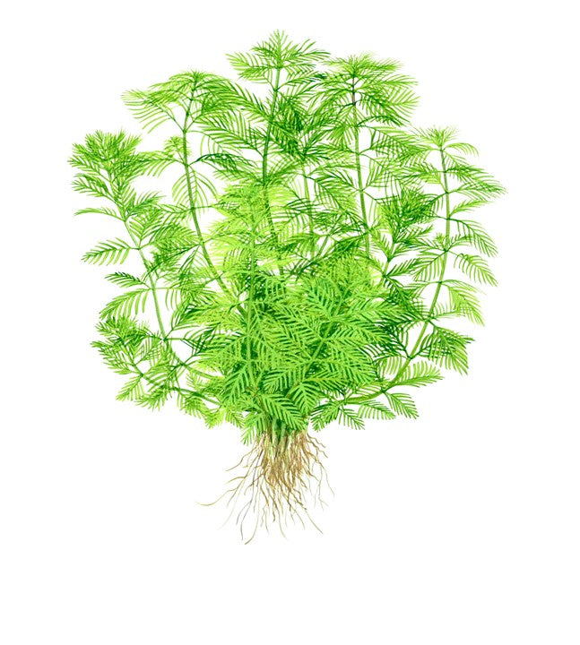 Myriophyllum Mattogrossenes 037