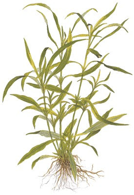 Hygrophila Costata 052A