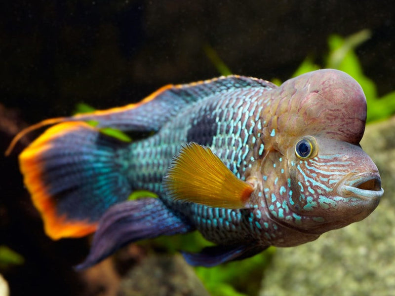 Green Terror Cichlid (M)