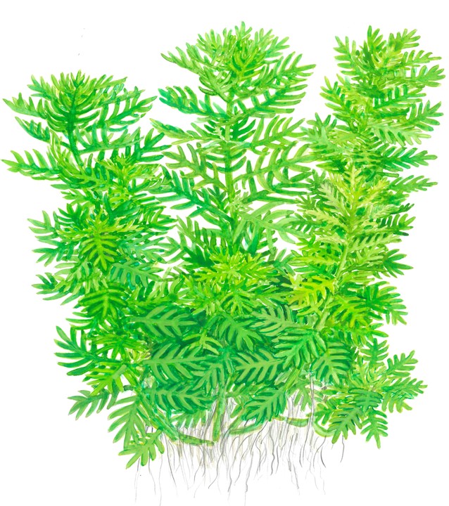 Hottonia Palustris 027