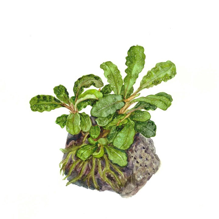 Bucephalandra pygmaea 'Bukit Kelam' 139