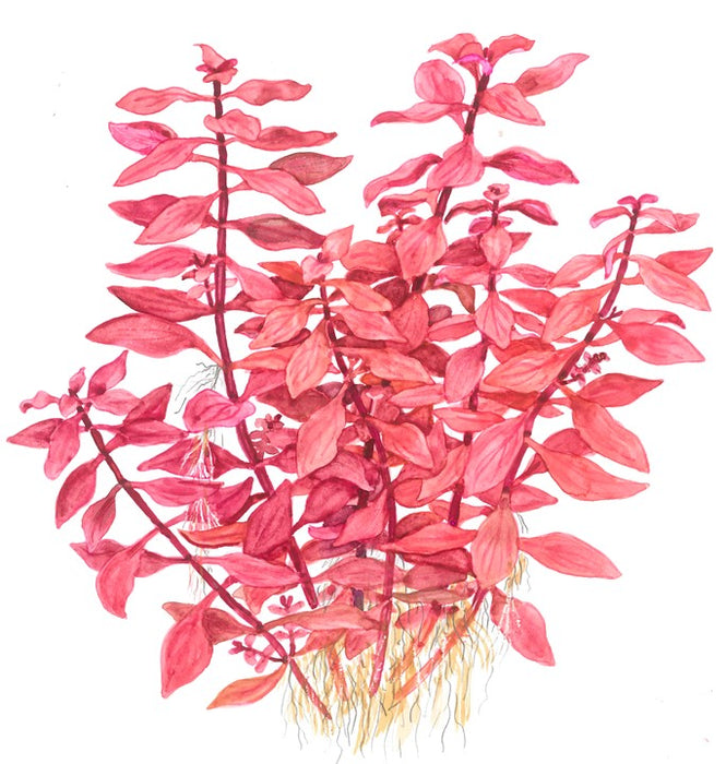 Ludwigia palustris 'Super Red' 035B