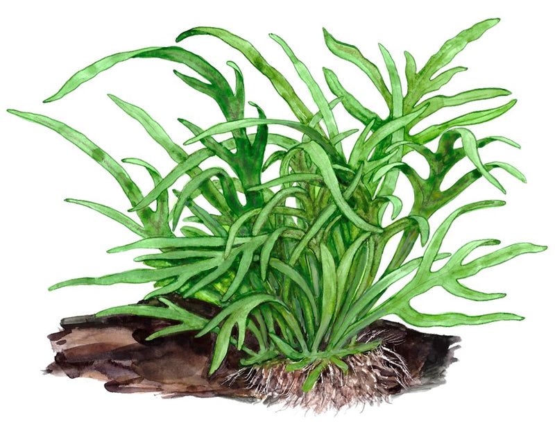 Microsorum pteropus 'Trident' on wood