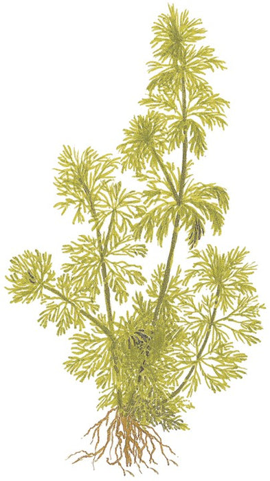 Limnophila sessiliflora 047