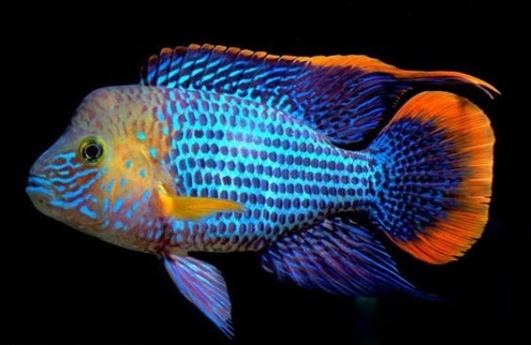 Green Terror Cichlid (M)