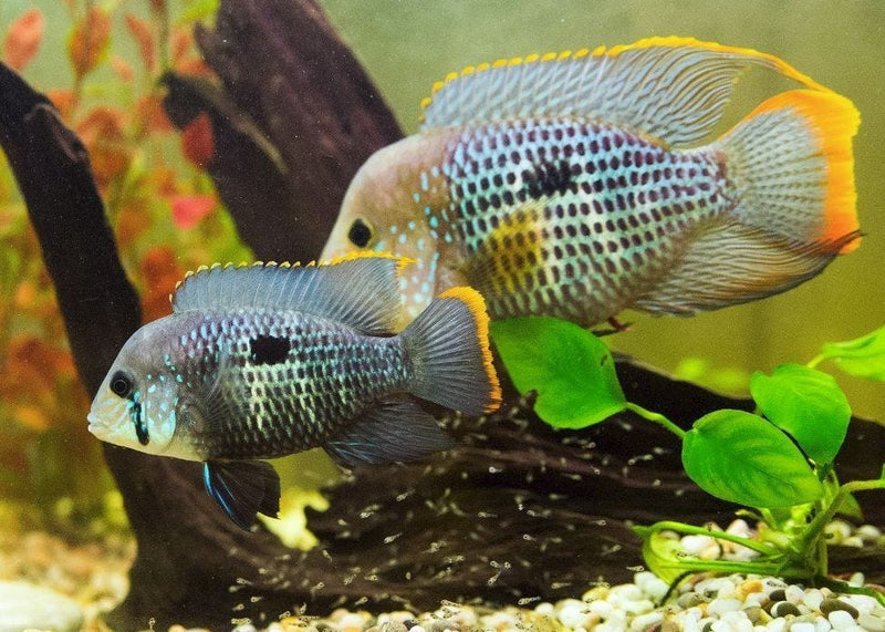 Green Terror Cichlid (M)