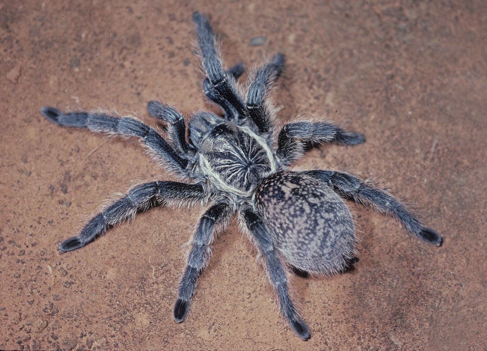 Parcells Baboon Tarantula | Harpactira baviana (S) — Newlands