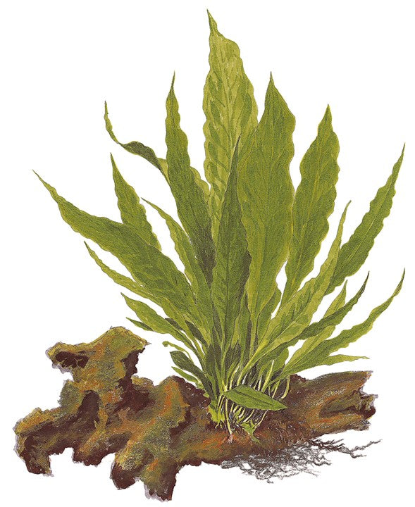 Microsorum pteropus Grown on Wood (008 YWS)