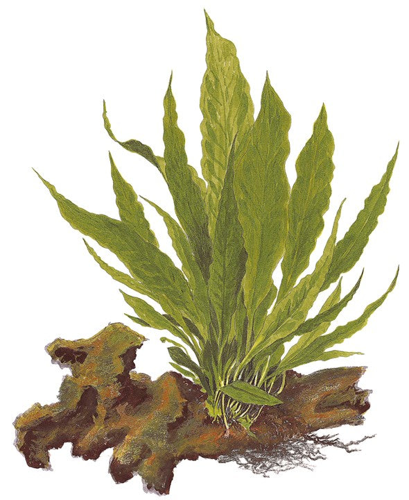 Microsorum pteropus grown on Mangrove Wood