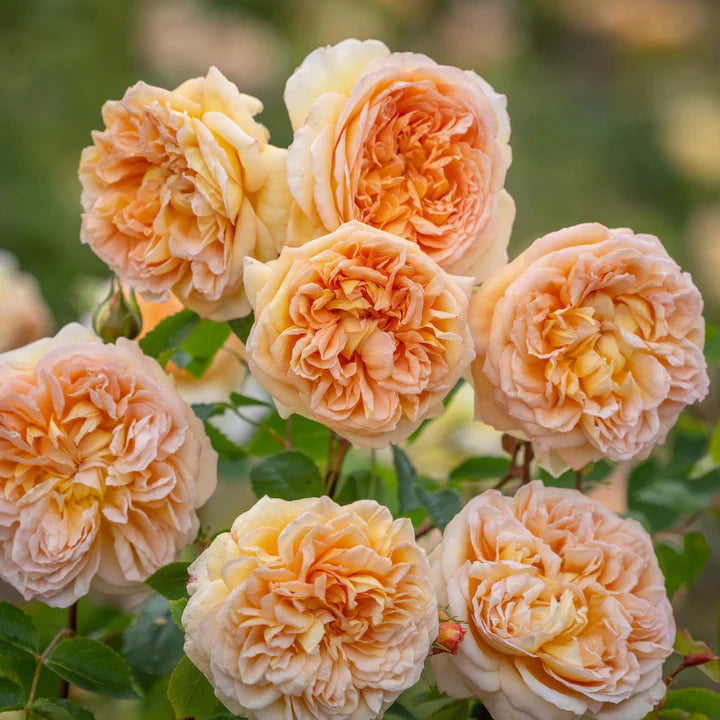 Bathsheba David Austin Fragrant Rose 6 Litre