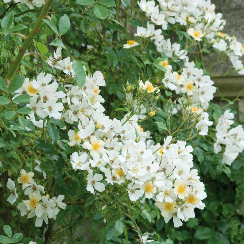 Wedding Day Rambler Climbing Rose 5 Litre