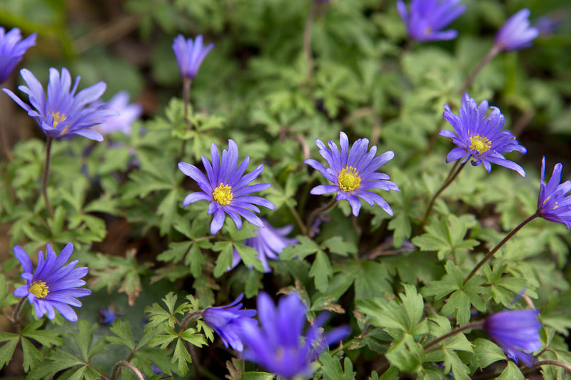 Anemone blanda 'Blue Shades' (60 Pack)