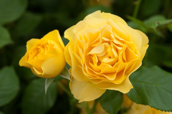 Absolutely Fabulous Floribunda Rose (4.5 Litre)