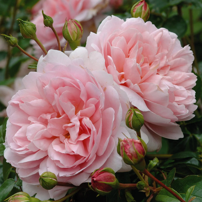 Wildeve David Austin Fragrant Rose 6 Litre