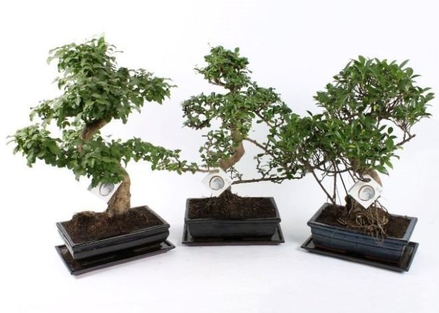 Bonsai mix (26 cm Ceramic Pot)
