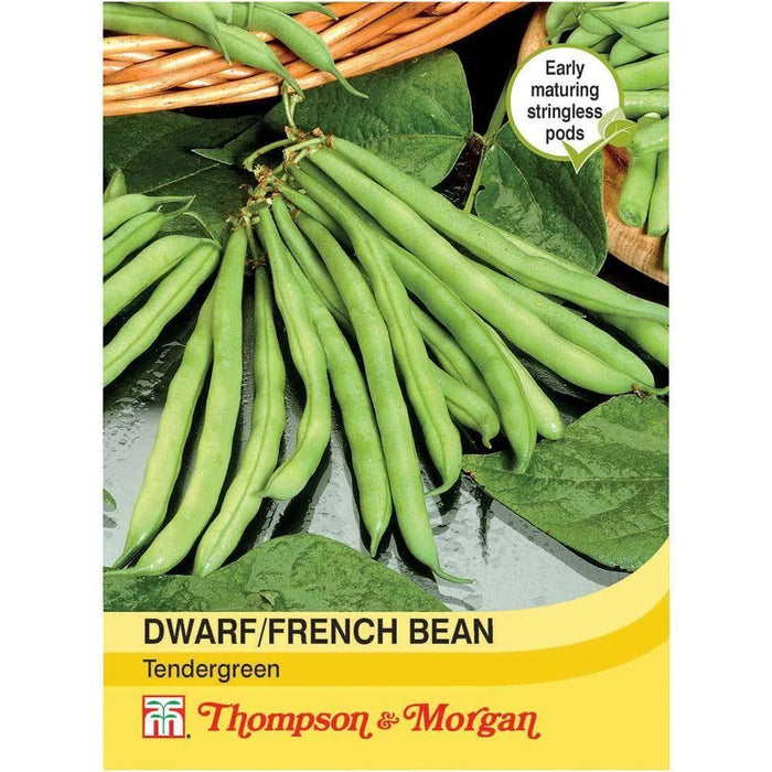 Dwarf Bean 'Tendergreen'