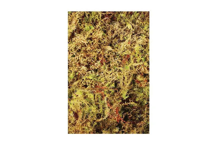 Komodo Habitat Moss Compact Brick Approx. 20 x 10.5 x 1.5 cm