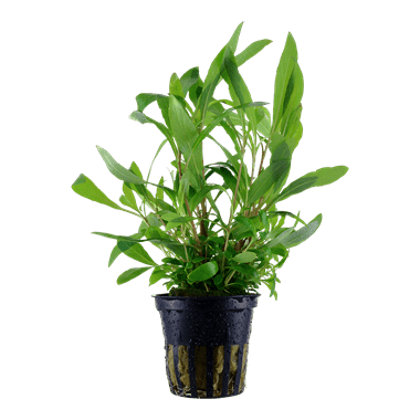 Hygrophila Siamensis