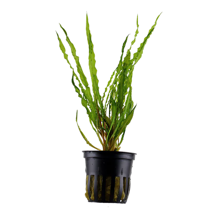 Cryptocoryne Crispatula Potted 125