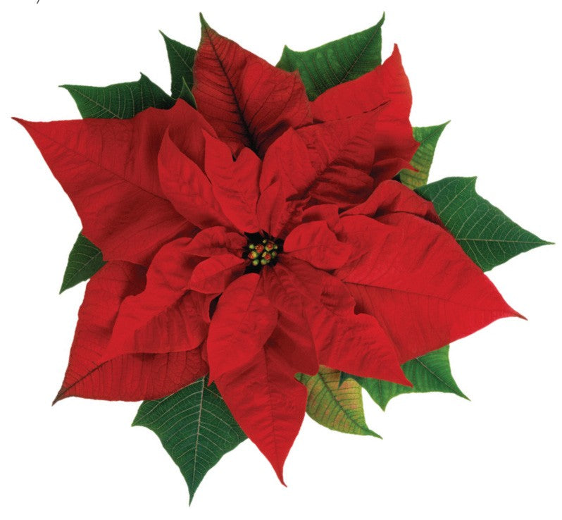 Poinsettia (13cm)