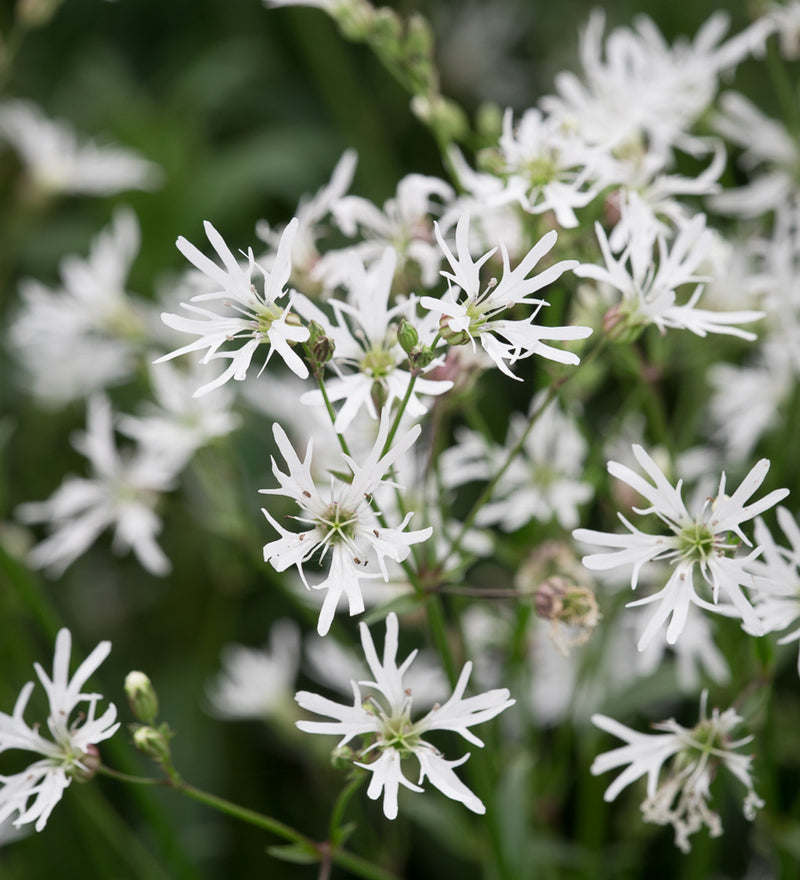 Lychnis flos-cuculi 'Alba' P9