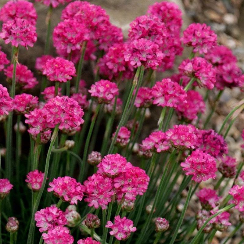 Armeria 'Armada Pink' (9cm)
