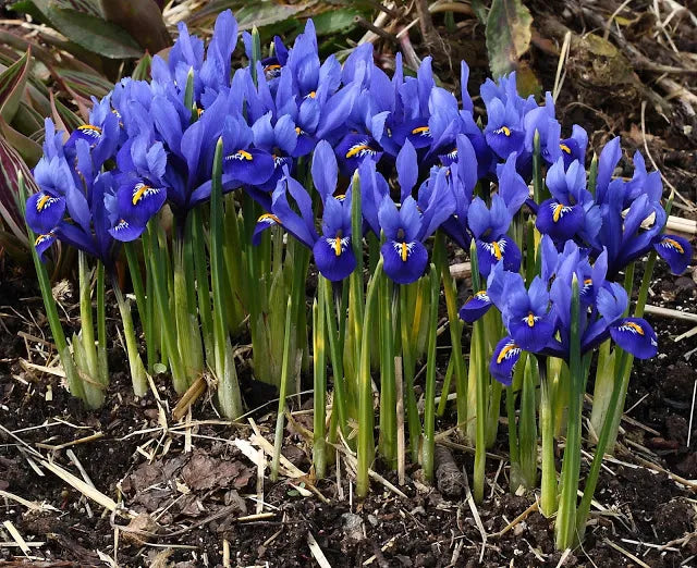 Iris reticulata 'Harmony' (12 Pack)