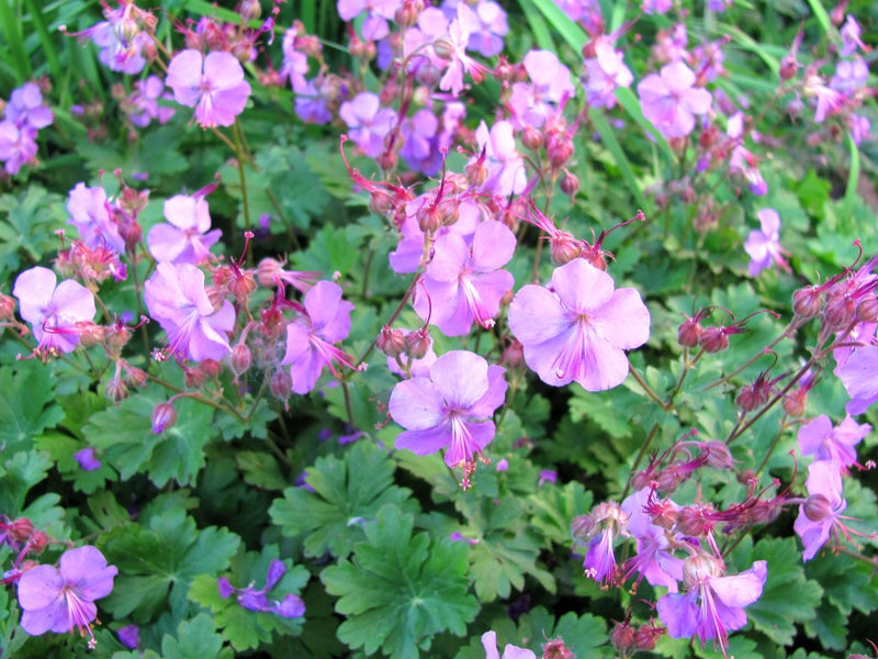 Geranium cantabrigiense 'Westray' 2L