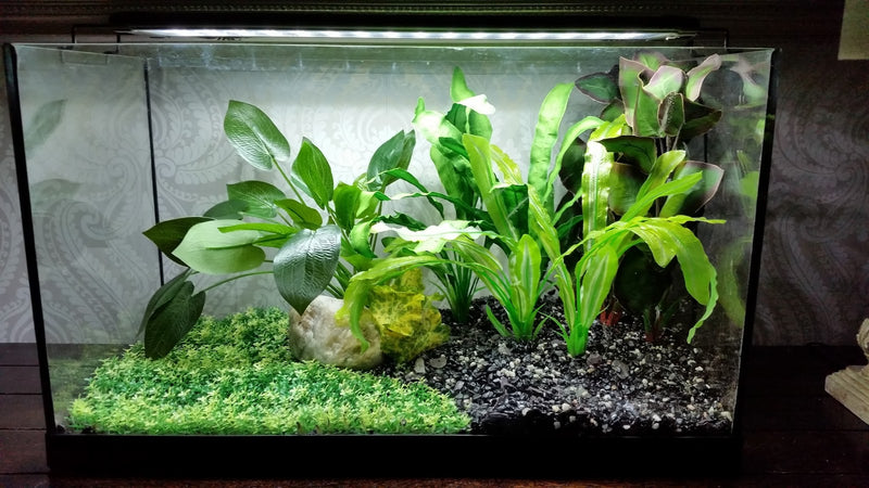 Betta Silk Green Lace Plant (13cm)