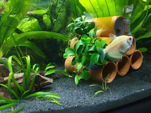 Limpopo Black Sand 10kg Newlands Garden Centre