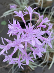 Variegated Society Garlic – Tulbaghia violacea 'Variegata'
