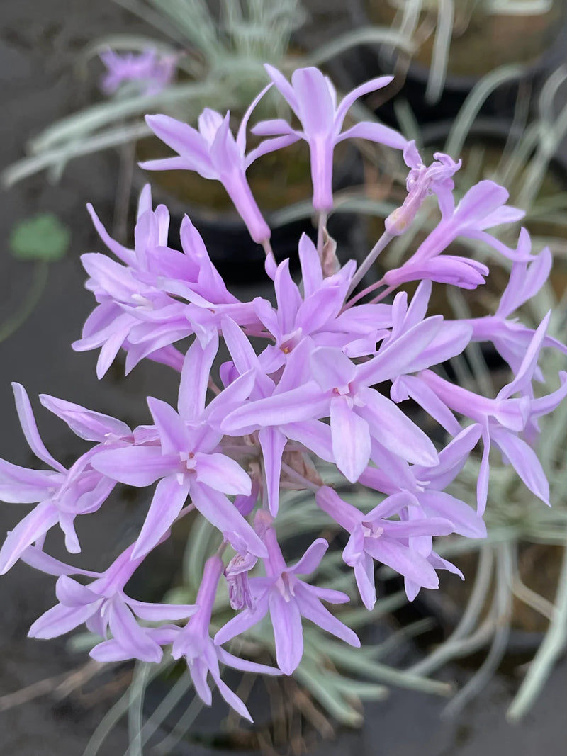 Variegated Society Garlic – Tulbaghia violacea 'Variegata'