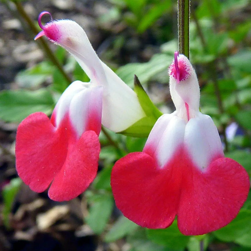 Salvia microphylla 'Hot Lips' (2 Litre)