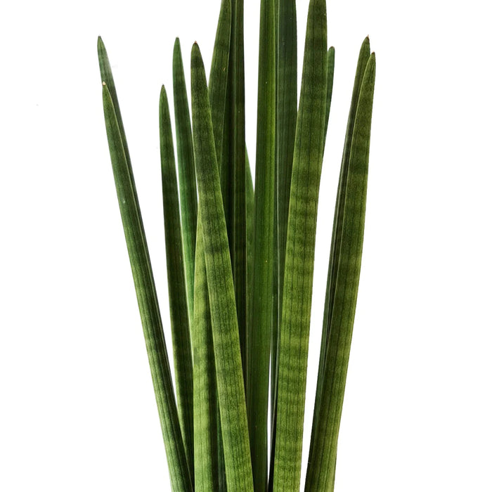 Sansevieria Bacularis 'Mikado' (Tall | 70 CM)