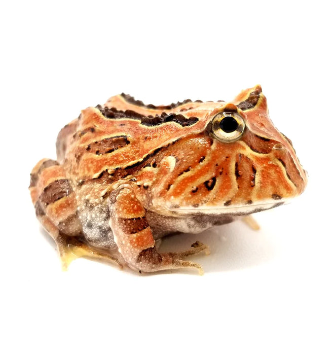 Fantasy Horned Frog